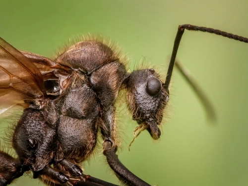 Boraks na mrówki i inne owady w naszym domu