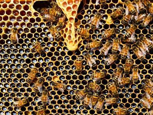 Zwalczanie Warrozy u pszczół kwasami organicznymi
